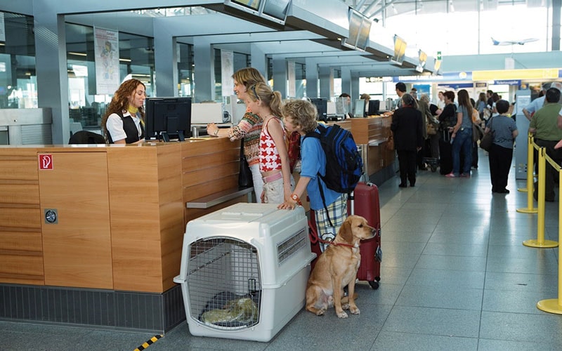 транспорт на животни